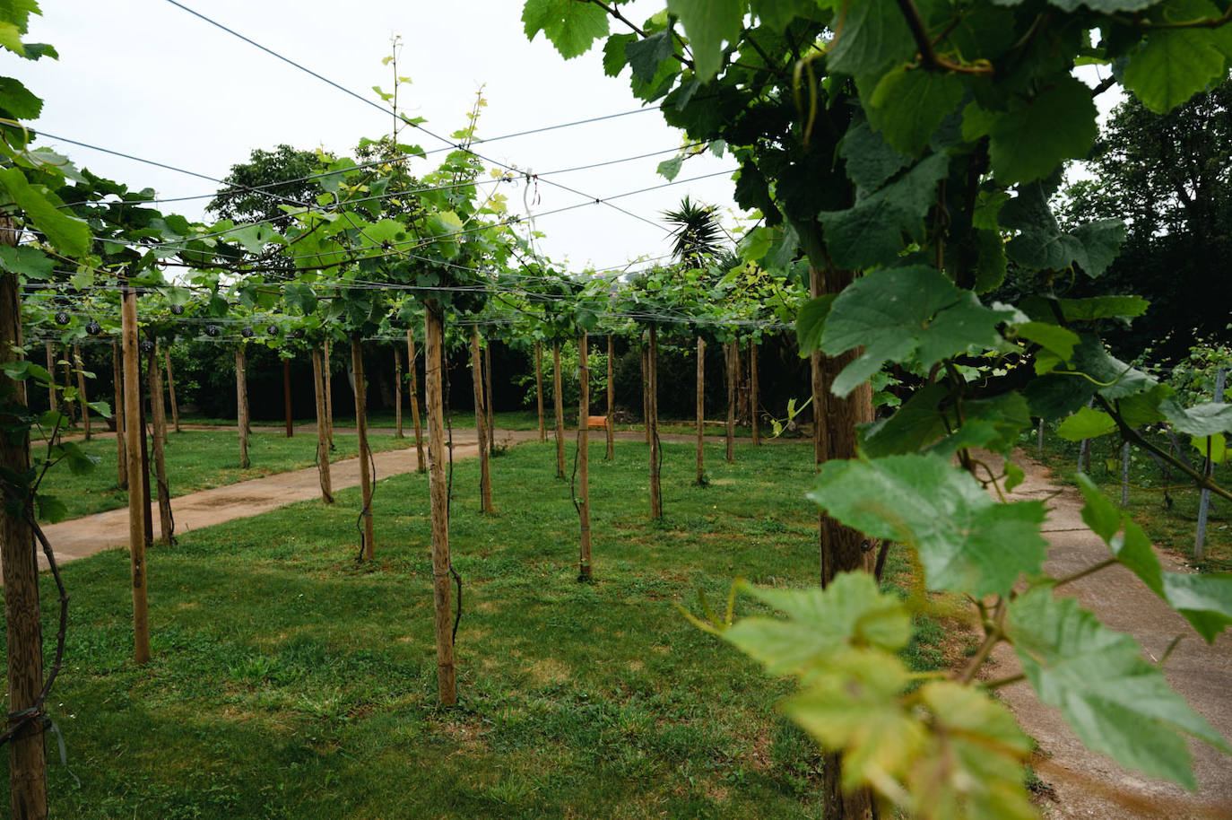 Zona de viñedos de la bodega.