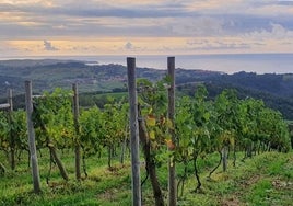 Vista de los viñedos, con el mar al fondo.