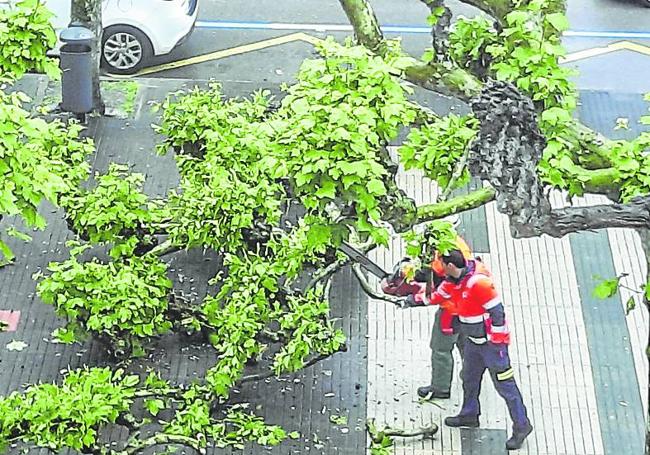 Bomberos retiran una rama caída, en mayo, en la Avenida de España.