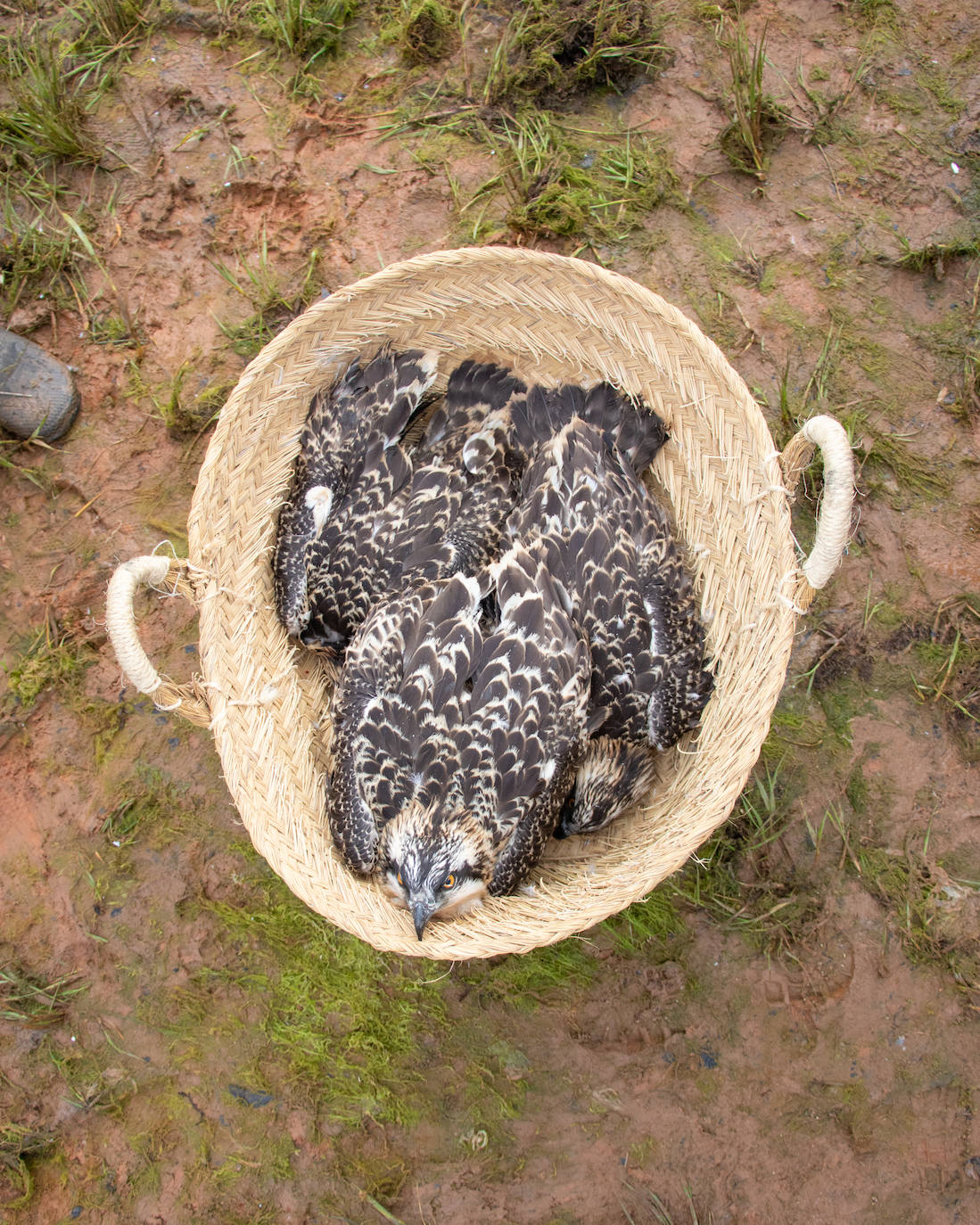 Uno de los pollos, que aún no vuelan, posado en la cesta a la espera de ser anillado. 