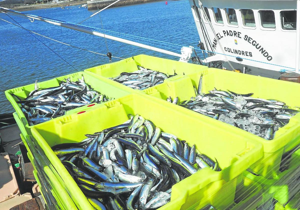 La primera marea de bocartes de esta campaña de primavera llegaron al puerto de Colindres.