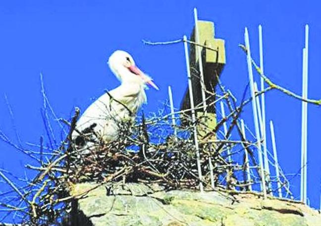 Fotografía de febrero, cuando aún estaban las varillas e iniciaron la construcción del nido.