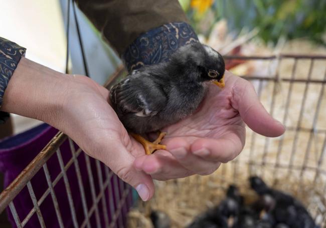 Un polluelo de gallina pedresa, raza autóctona cántabra.