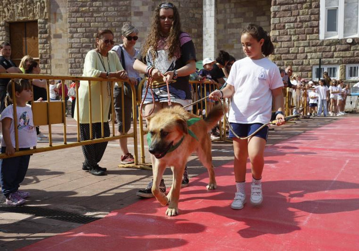 Tejo, de un año y medio, desfila por la pasarela organizada este jueves en la plaza Baldomero Iglesias de Torrelavega, en el marco de la iniciativa organizada por el Colegio Sagrados Corazones.