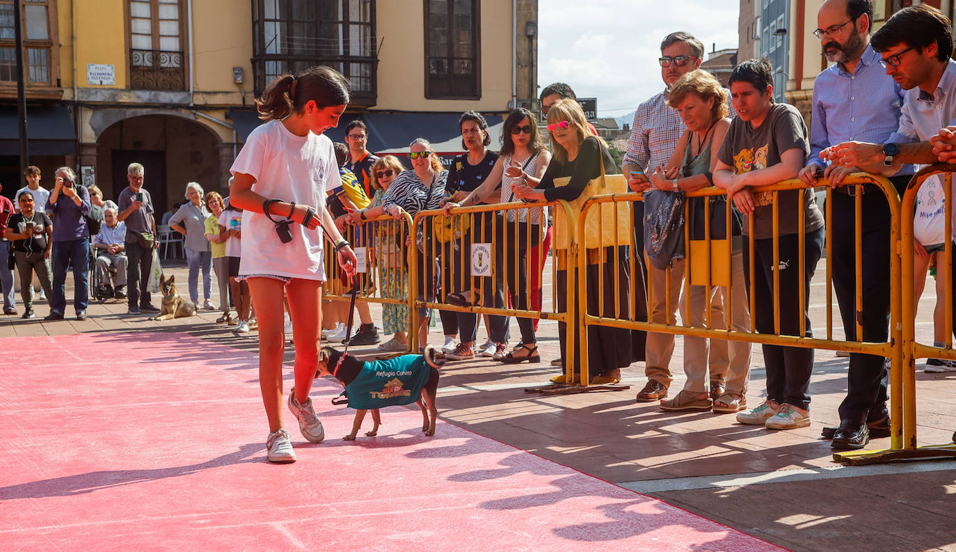 Cabesa, otro can cariñoso y juguetón, desfila con una de las alumnas del Colegio Sagrado Corazones, el centro que ha impulsado el desfile junto al Refugio Canino de Torres y gracias a la colaboración del Ayuntamiento de Torrelavega. 