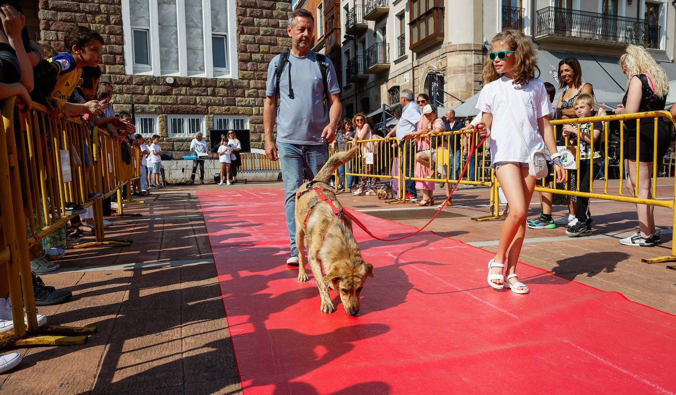 Tigger es uno compañero enérgico y activo, ideal para salir a pasear y quemas energías.