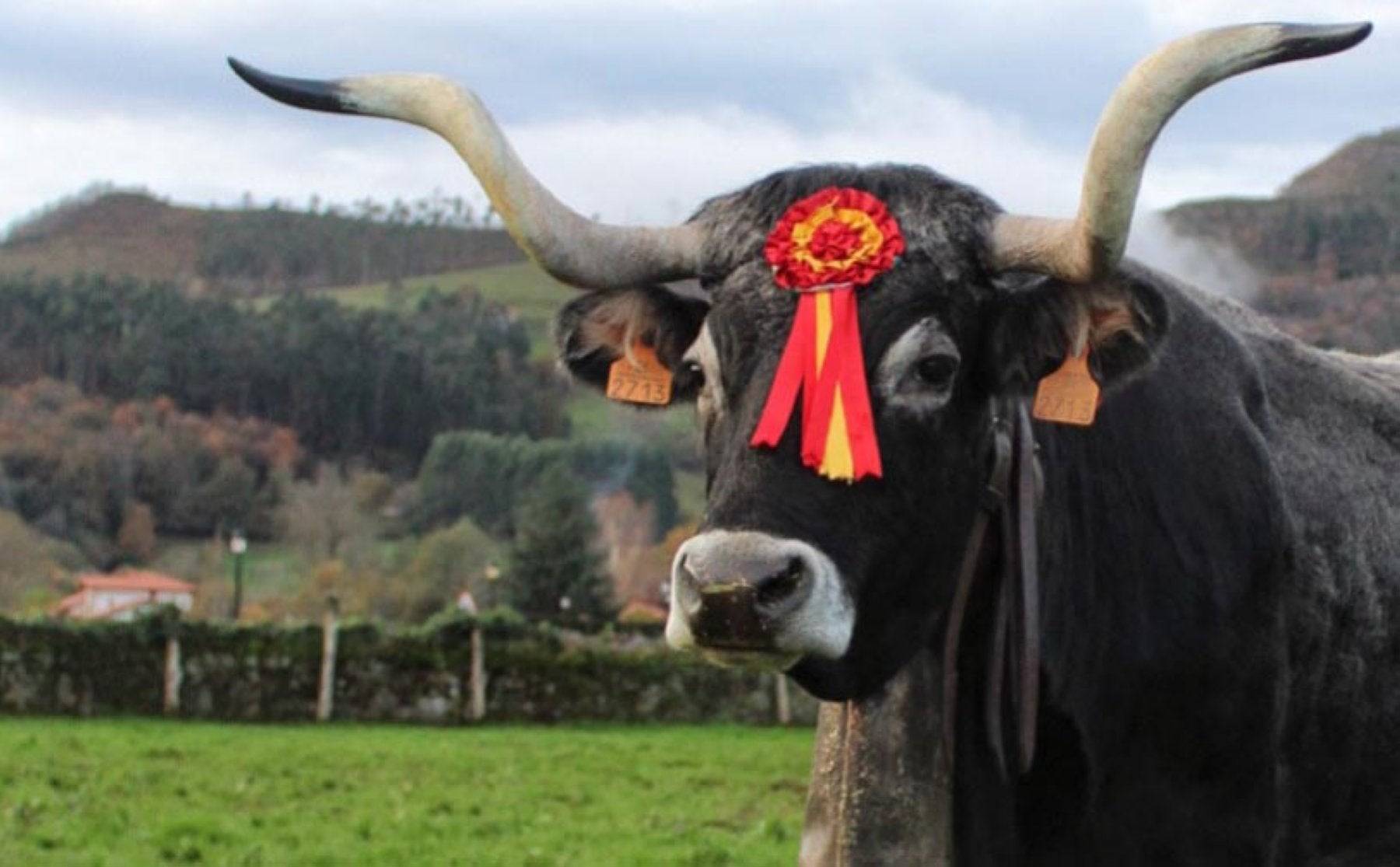 Artillera, la vaca de raza tudanca (ojo a la cornamenta), protagonista del sorteo en Carrejo.