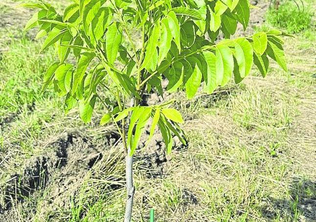 Nueva plantación de pecanos que en tres años comenzarán a producir nueces pecanas.