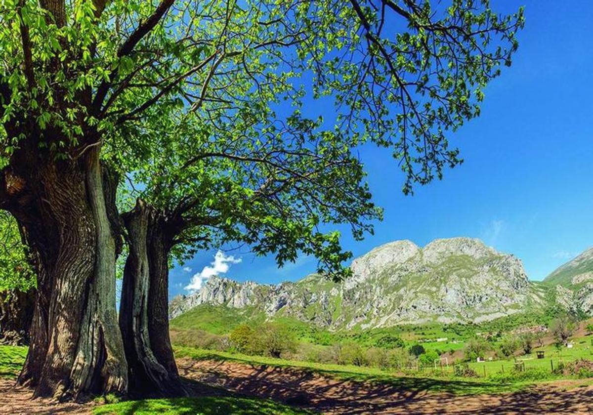 El Habario está entre las localidades de Pendes y Cabañes, que además de contar con ejemplares centenarios, ofrece al visitante un área recreativa donde poder disfrutar de un lugar cercano al macizo Oriental de Picos de Europa.