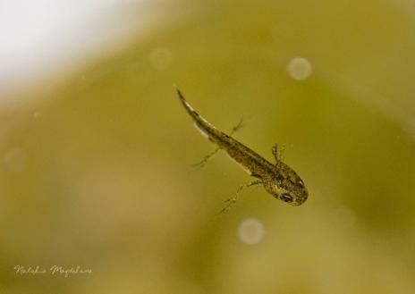 Imagen secundaria 1 - A la izquierda, larva de trtón. A la derecha, tritón palmeado