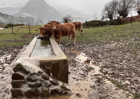 Imagen secundaria 1 - Vacas limusinas en un bebedero que el proyecto Steps For Life ha reforzado con rampas. A la derecha, se aprecia la rampa de salida.