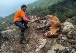 Pablo Linares, amigo de Jesús Rebanal, tira de la vaca Angelita, herida en medio del monte.