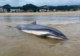 Uno de los dos delfines Fraser varados en la playa Salvé de Laredo.