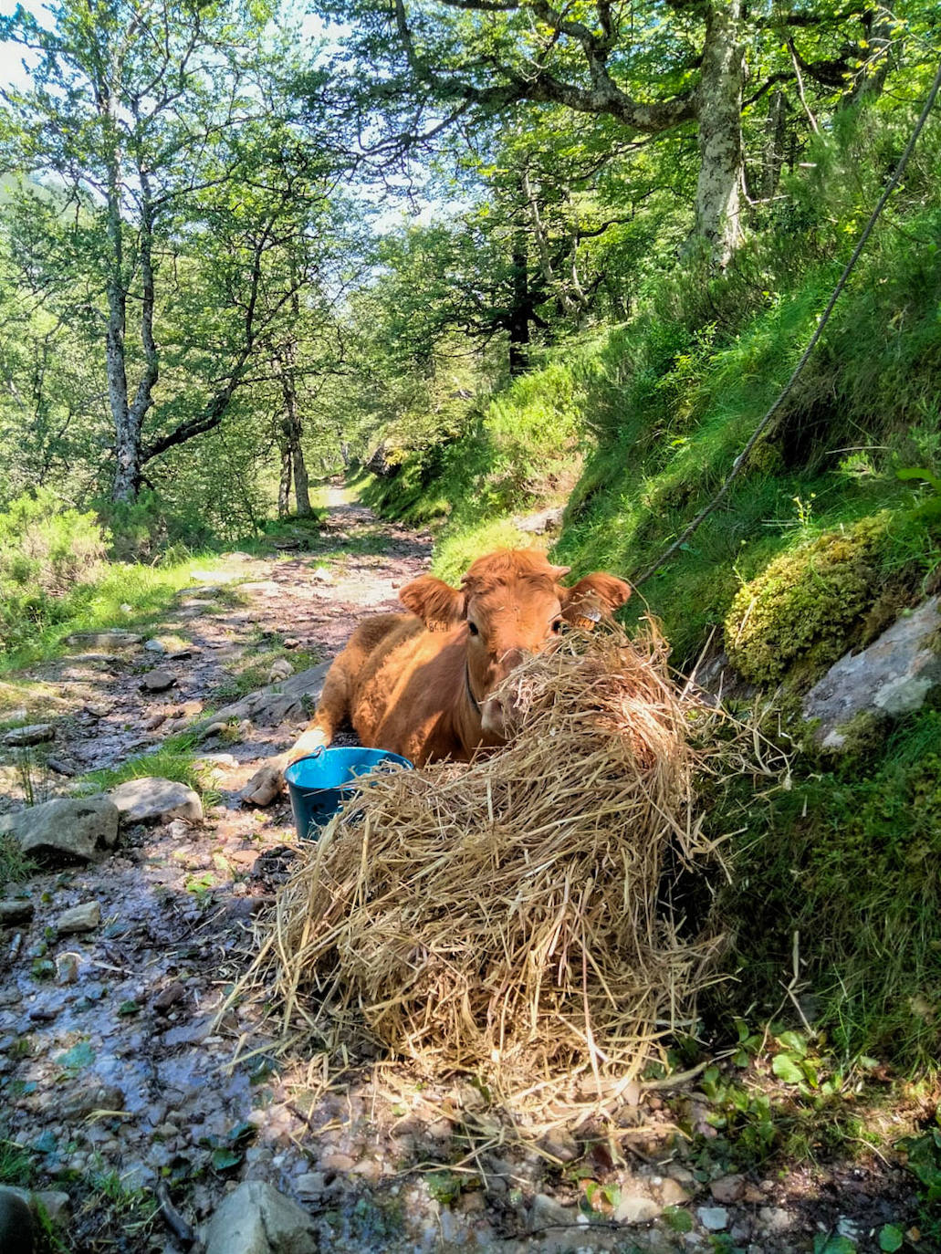 Durante varios días Rebanal subió para controlar como estaba el animal y llevarle comida.