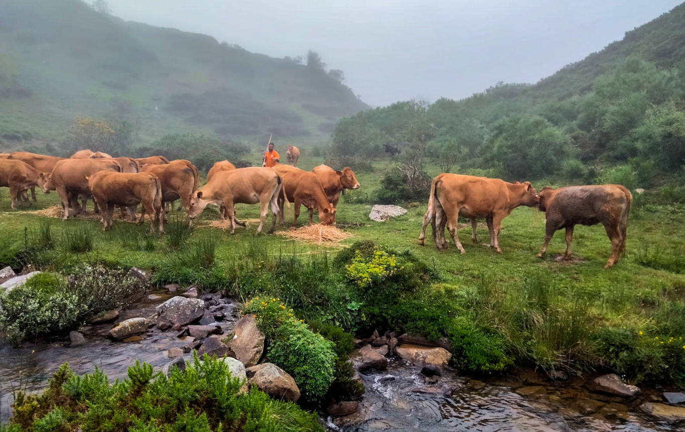 Ángelita ha permanecido en Sejos una semañan con el resto de las vacas hasta que por fin han logrado bajarla a casa con una paletilla rota