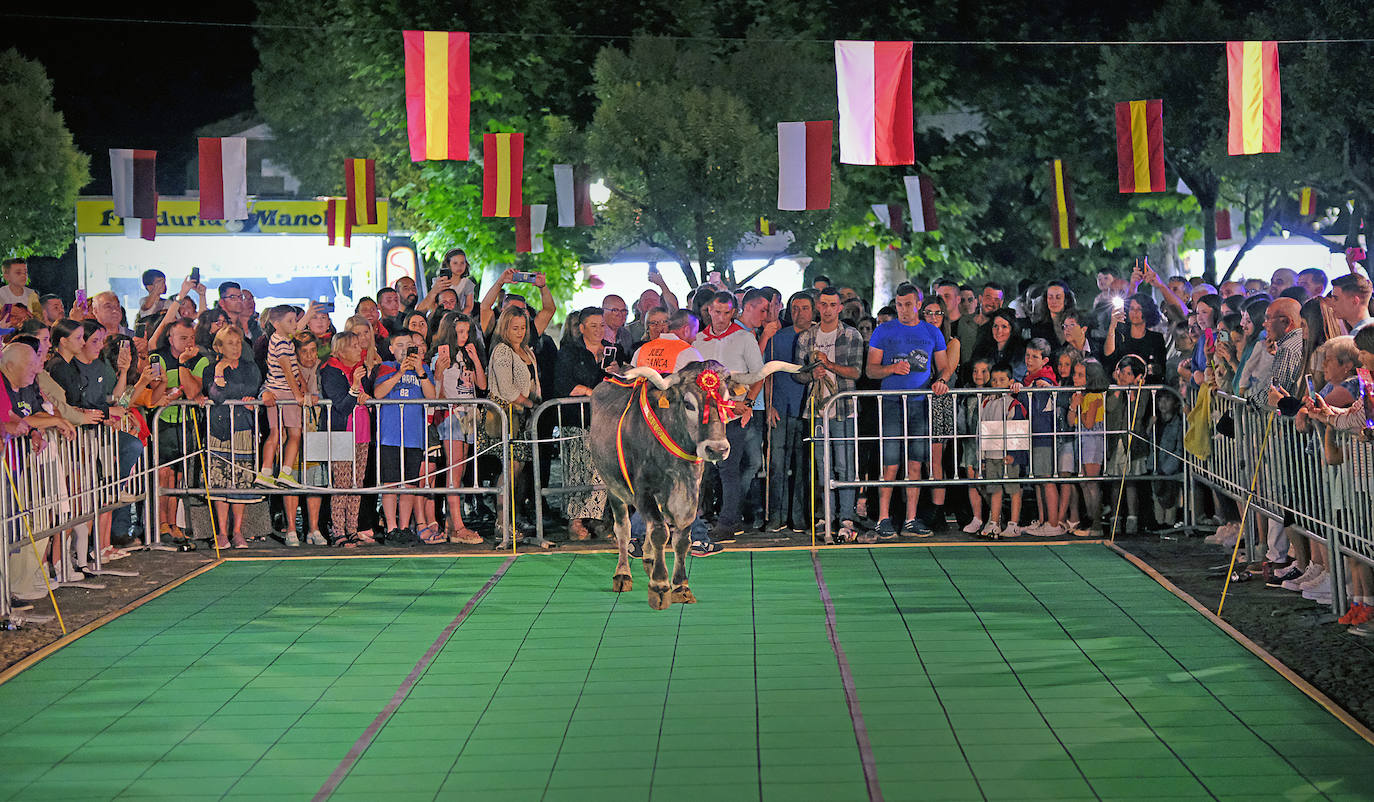 Imagen principal - Artillera apenas tardó cinco minutos en decidir en quçé cuadrante defecaba. En las imágenes, el juez del concurso muestra la caca de la vaca.