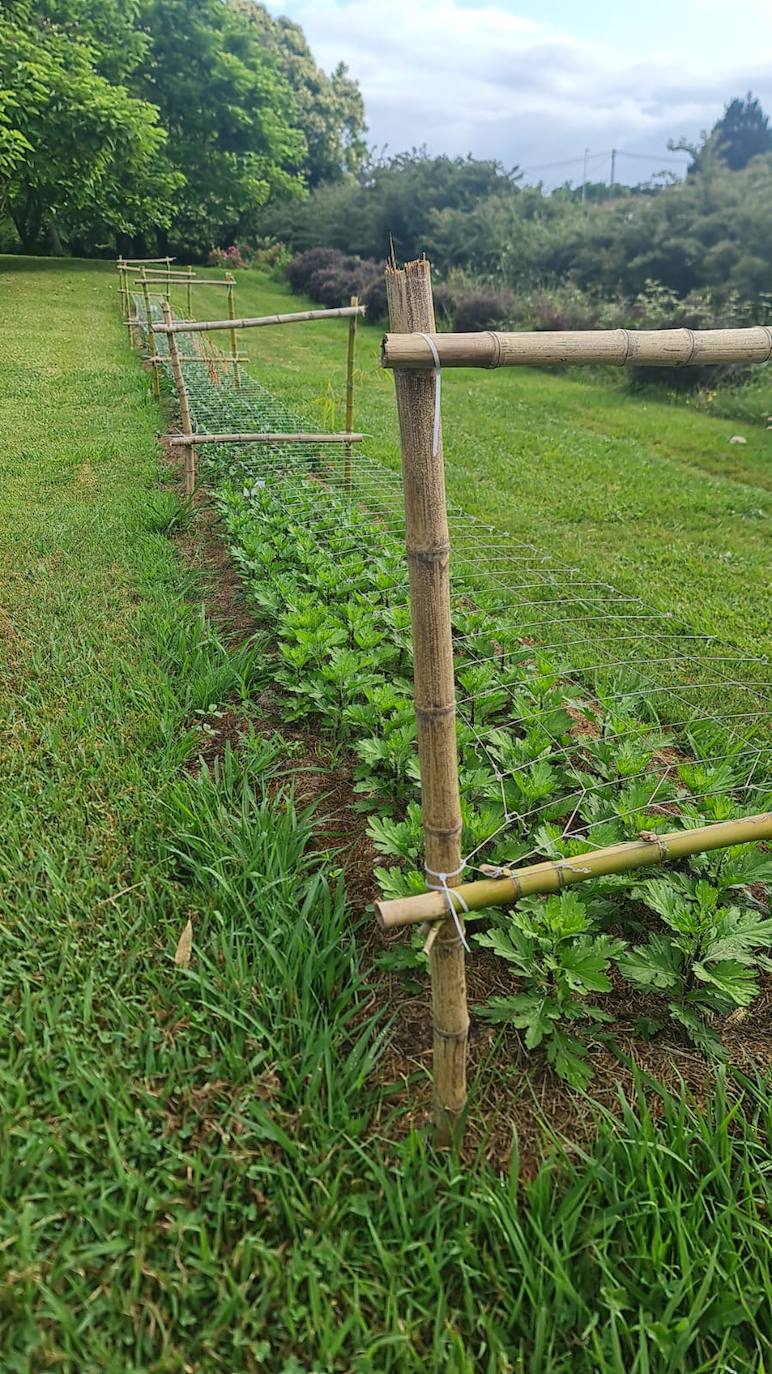 Cultivo al aire libre de crisantemos.