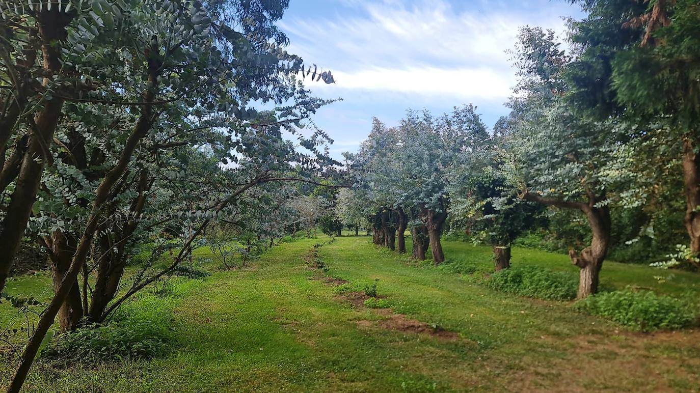 Plantación de eucaliptos para ornamentos.