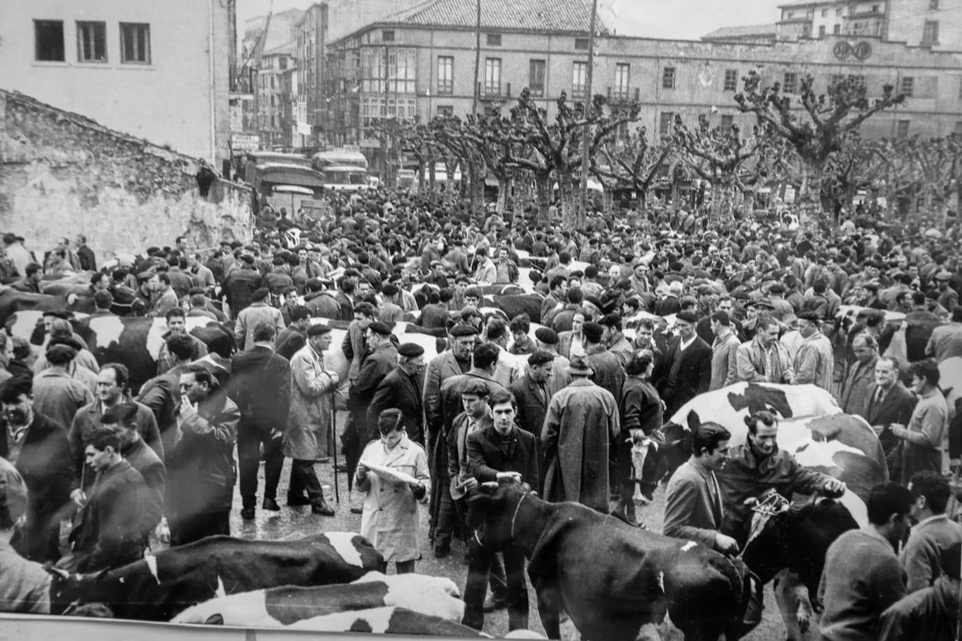 No fue hasta mediados del siglo XIX cuando el marcado de ganados se afianzó gracias a la celebración cada quince días de la feria en La Llama.