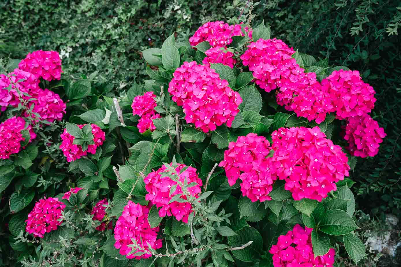 Macizo de hortensias fucsia.