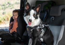 Un perro con arnés de seguridad para el coche.