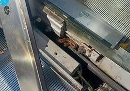 La serpiente que localizaron los operarios cuando levantaron la chapa metálita.