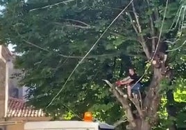 Un operario de la orquesta talando las ramas del árbol.