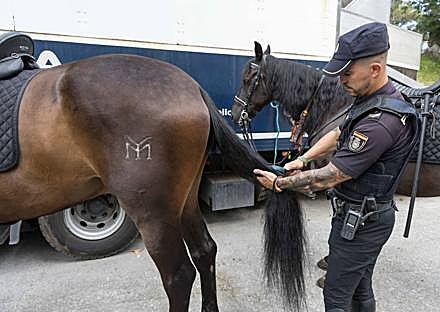 Imagen secundaria 1 - Los policías preparan los caballos antes de empezar a patrullar por La Magdalena.