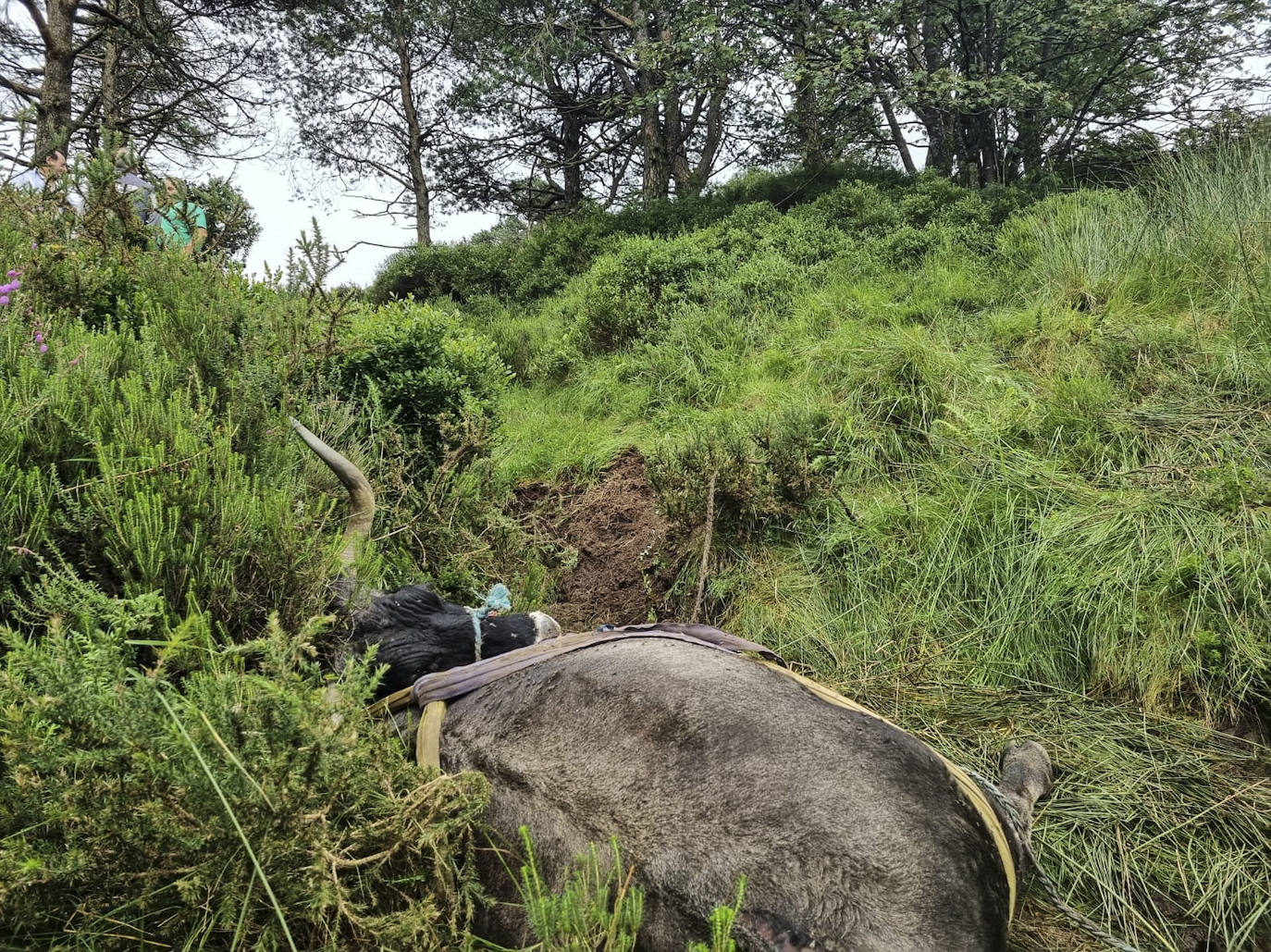 El final no fue feliz para la tudanca y su cría, ya que falleció dos horas después de ser rescatada debido al «propio agotamiento. junto con la debilidad«