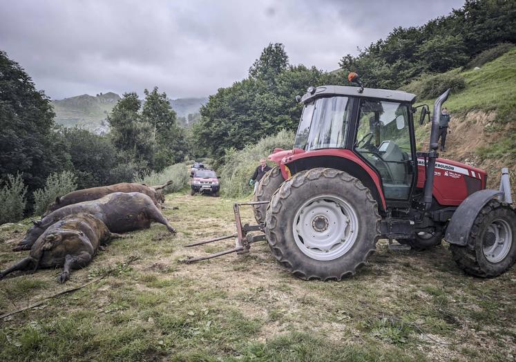 Imagen principal - Hallan 25 vacas muertas en San Roque de Riomiera