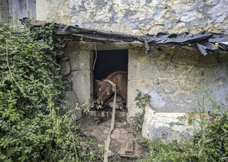 Imagen secundaria 1 - Hallan 25 vacas muertas en San Roque de Riomiera