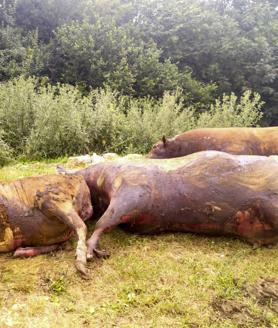 Imagen secundaria 2 - Hallan 25 vacas muertas en San Roque de Riomiera