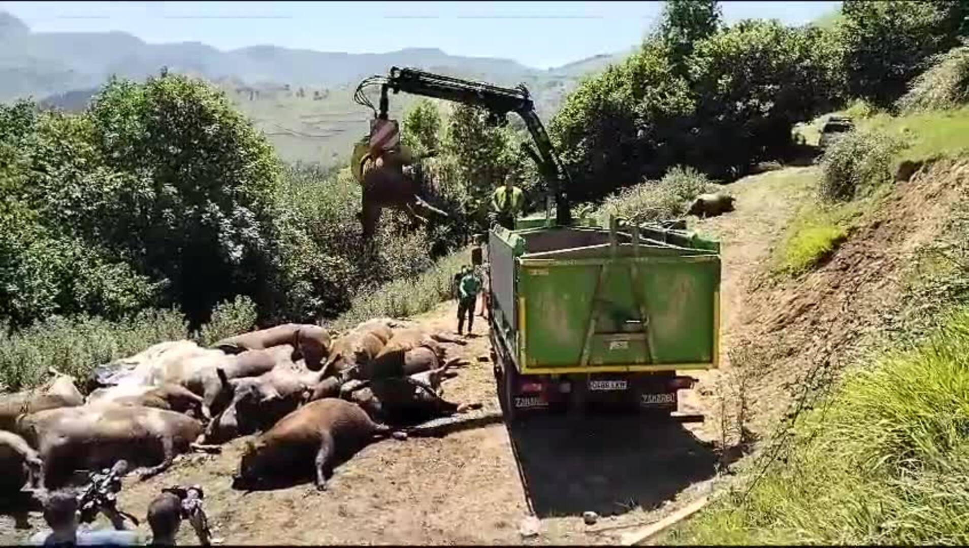 Retiran las 25 vacas muertas en San Roque de Riomiera