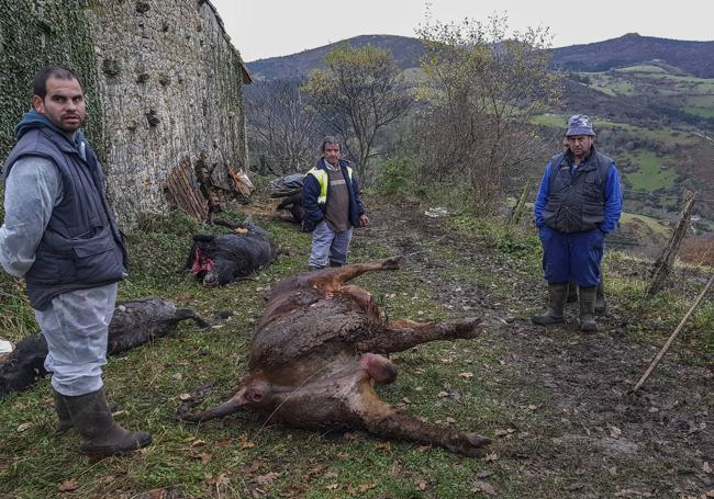 Noviembre de 2016. Arturo Nebreda muestra los cuerpos de sus vacas, calcinadas tras un incendio intencionado en la cuadra en la que estaban.