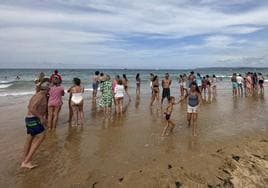 El equipo de socorrismo de la Primera Playa de El Sardinero saca a la gente del agua por alerta de una carabela portuguesa.