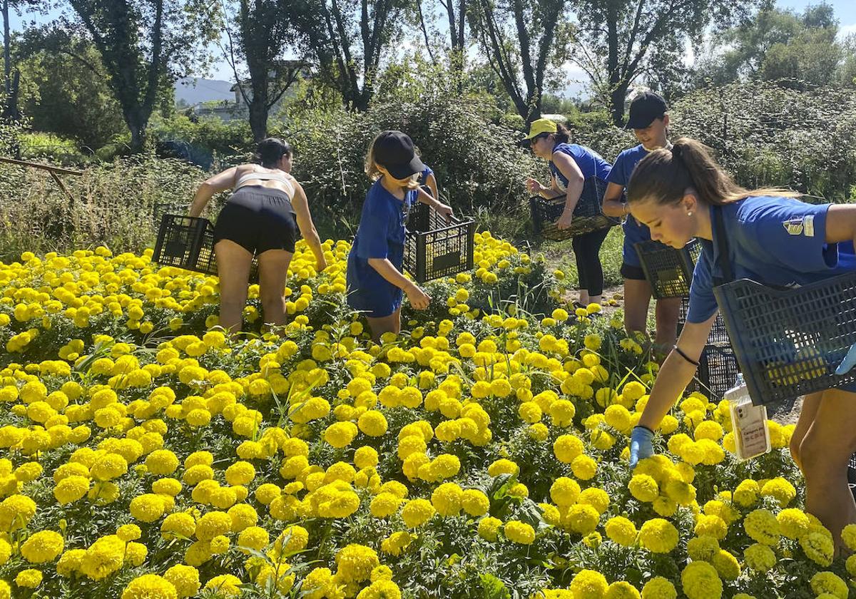 Integrantes de la Asociación Come Golayu que lo ha Hechu Güela recogen claveles en sus huertas.