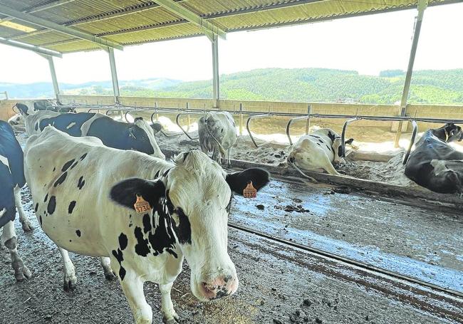 Las vacas se mueven libremente por el establo, descansan en arena y se ordeñan solas en el robot.