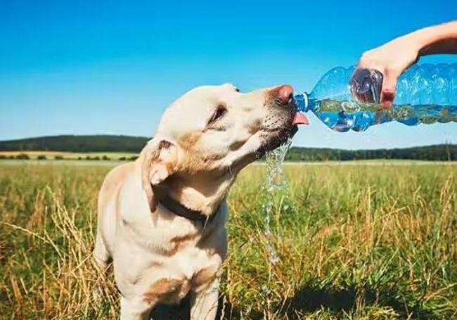 Debemos dar de beber agua a nuestra mascota todas las veces que sea posible,