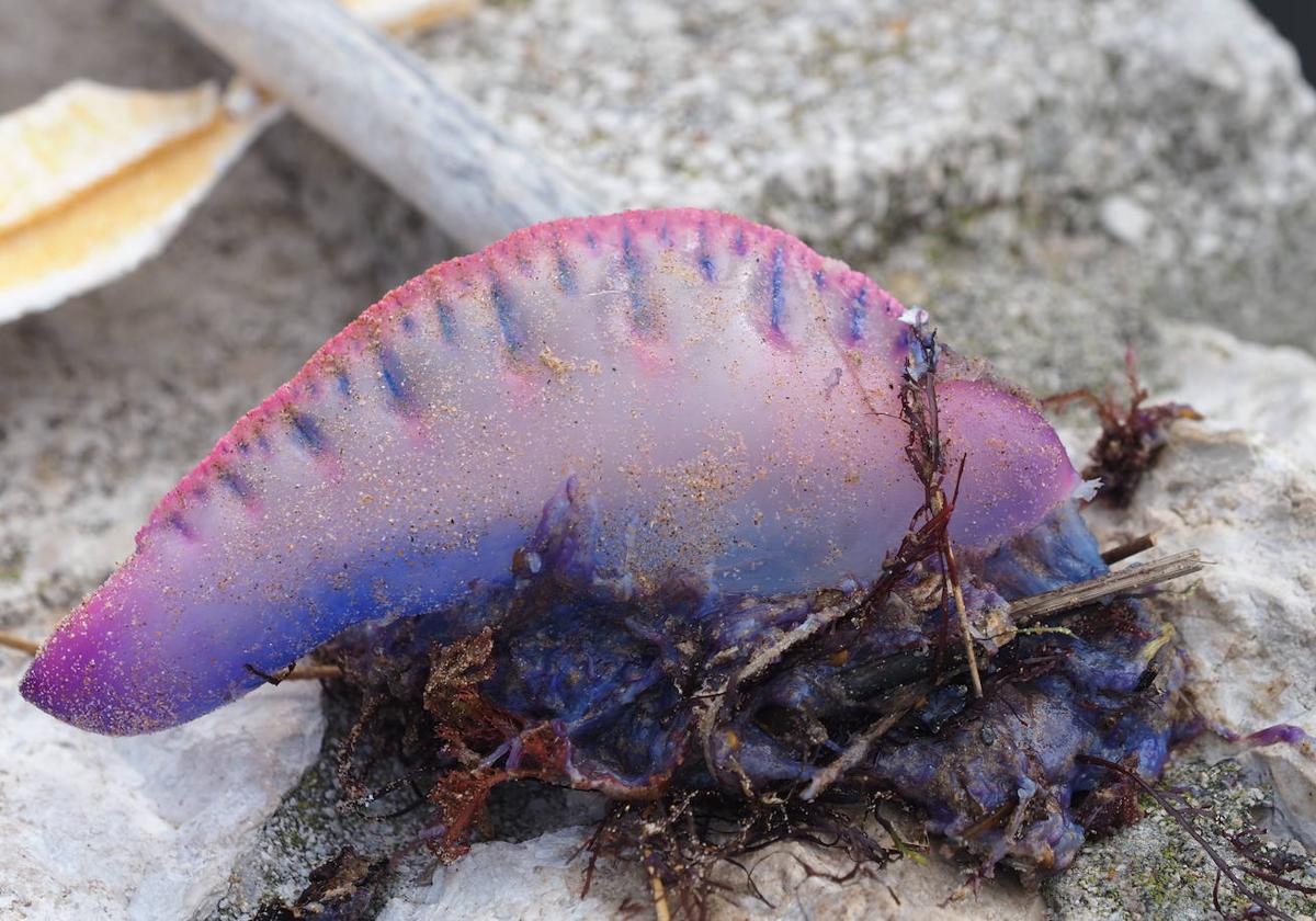 Imagen de una de las caracbelas portuguesas que han aparecido en las playas de Cantabria.