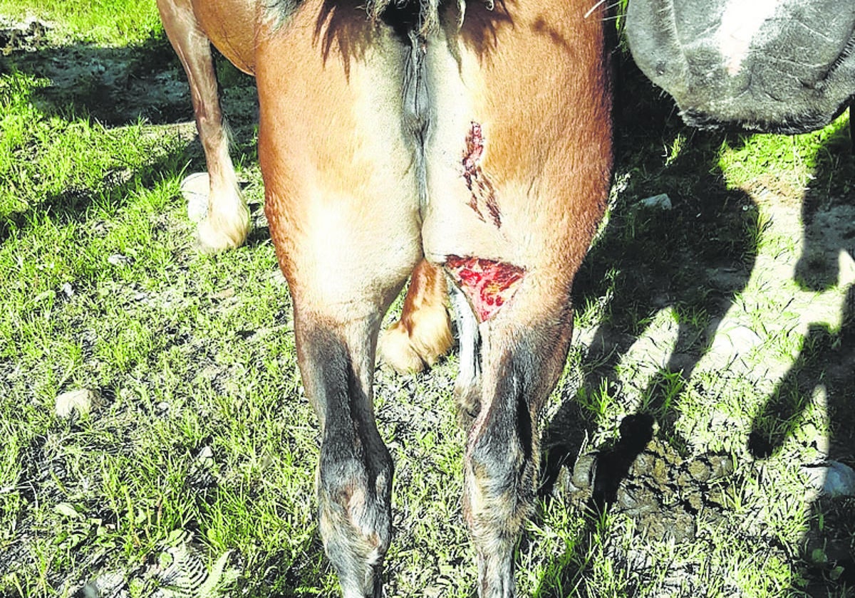 Uno de los potros atacado por los lobos en los últimos días.