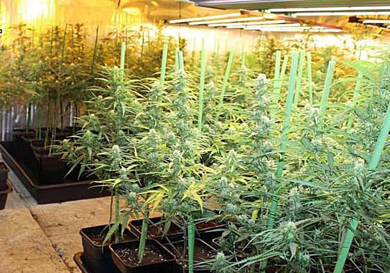 Plantación de marihuana que el detenido tenía en el sótano de su casa.
