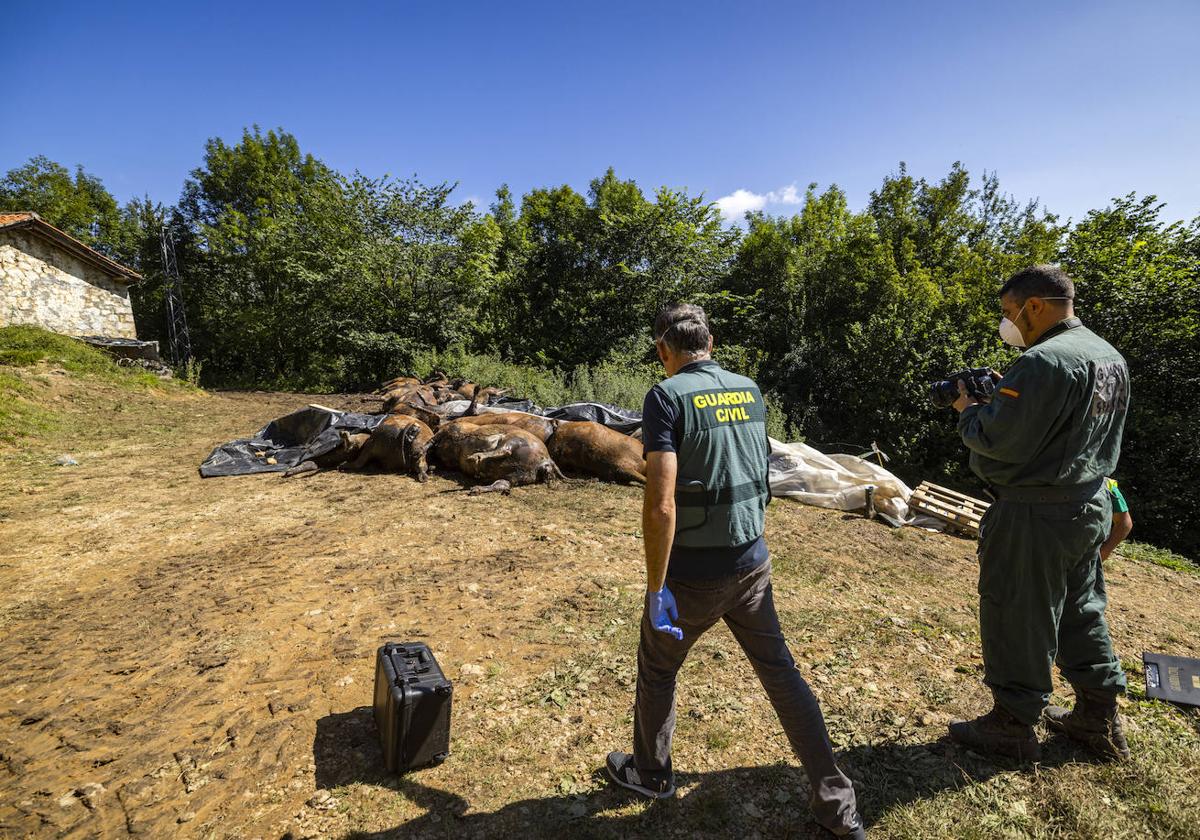 Agentes de la Guardia Civil custodian los cadáveres de las vacas muertas en San Roque de Riomiera.