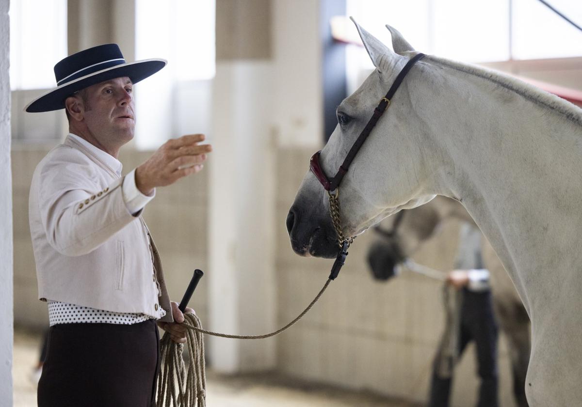 Un ganadero prepara a su caballo para salir a la pista.