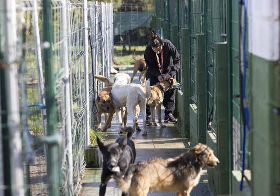 Noelia Flores abre a las puertas de varios recintos de la protectora Asproán para el paseo matutino de los perros