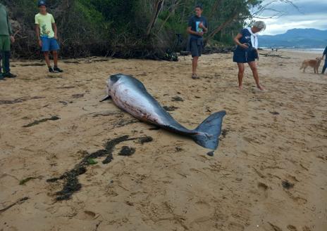 Imagen secundaria 1 - La hembra presentaba heridas en el cuerpo que pudo hacerse contra las rocas una vez fallecida.