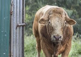 Una vaca de raza limusín, afectada por la EHE y con mocos uno de los síntomas de esta patología.