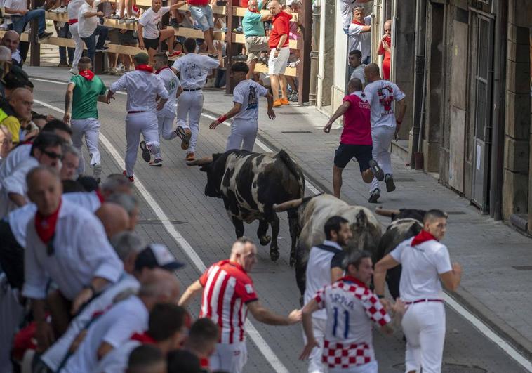 Los seis animales de Barcial han corrido dos carreras en solitario, sin bueyes.