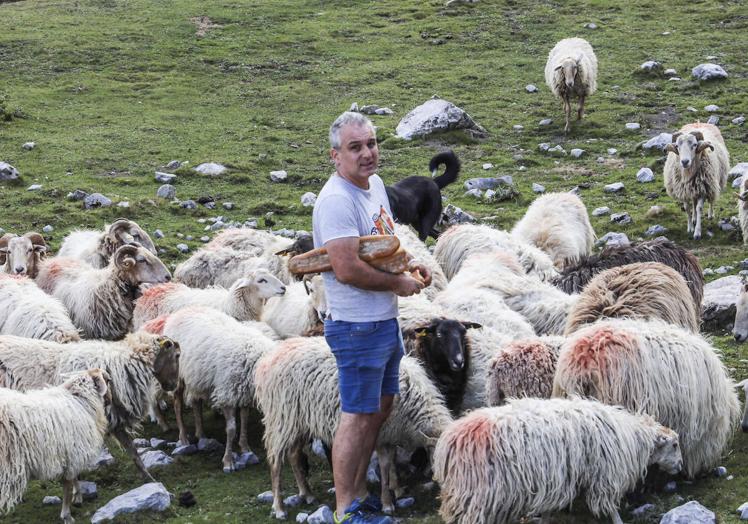 El ganadero Iván Alonso, con su rebaño de ovejas en Áliva.