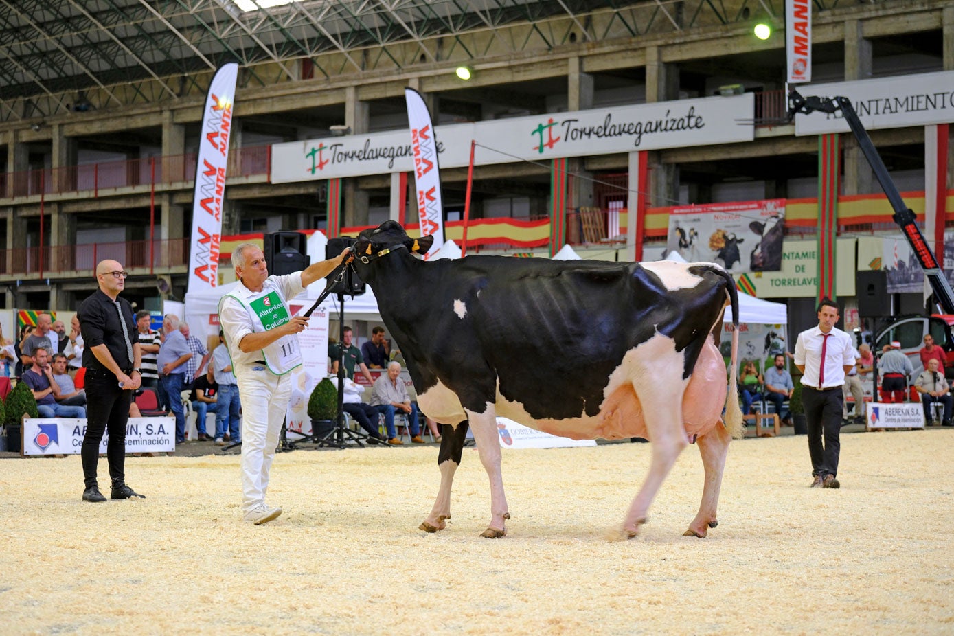 Una vaca es juzgada en la pista.