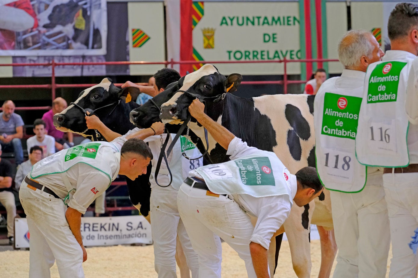 Dos manejadores miran con detalle una vaca.